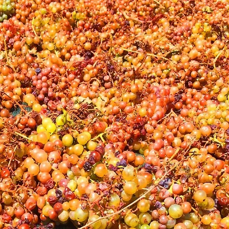 ホテル Ariana Eco Adults Only サントリーニ