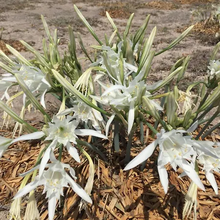 Ariana Eco Adults Only Hotel Fira (Santorini)