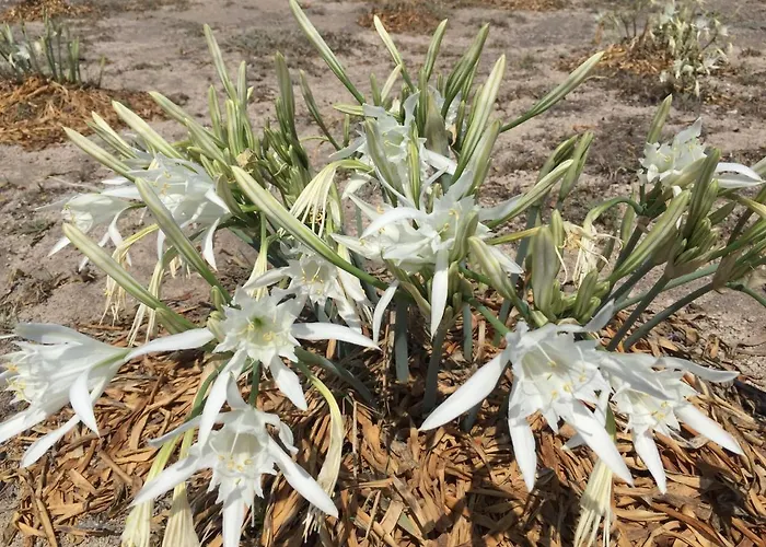 Ariana Eco Adults Only Hotel Firá