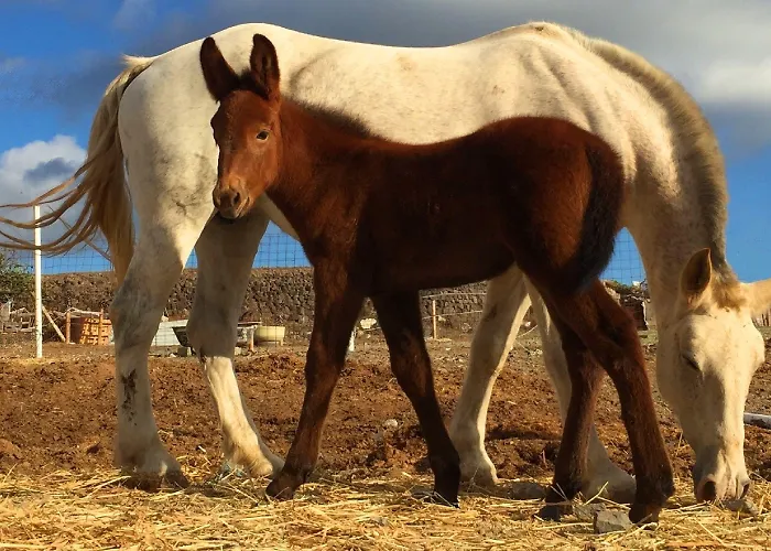 Ariana Eco Adults Only Hotel *